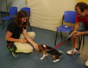 puppy preschool_beagle2